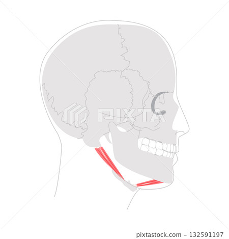 Digastric anterior posterior belly - Upper section of Suprahyoid muscle depicted in detailed chart, assists Digastric anterior posterior belly - Upper section of Suprahyoid muscle depicted in detailed chart, assists 132591197