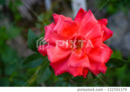 Jingu Rose Garden Jingu Rose Garden 132591379