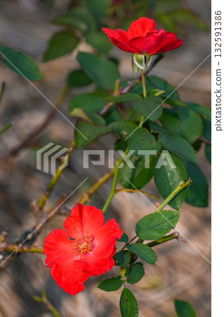 金谷玫瑰園 132591386