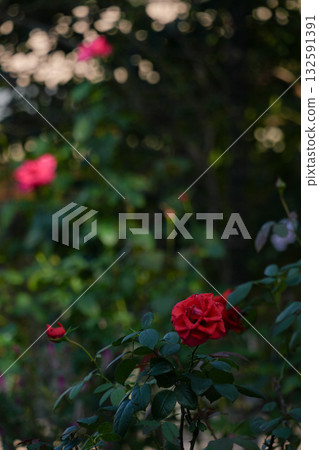 Jingu Rose Garden 132591391