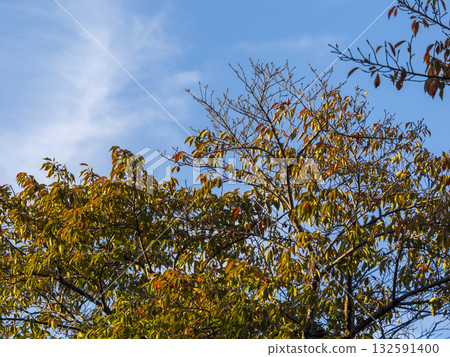 Red cherry blossom leaves and blue sky Red cherry blossom leaves and blue sky 132591400