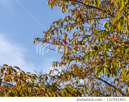 Red cherry blossom leaves and blue sky 132591401