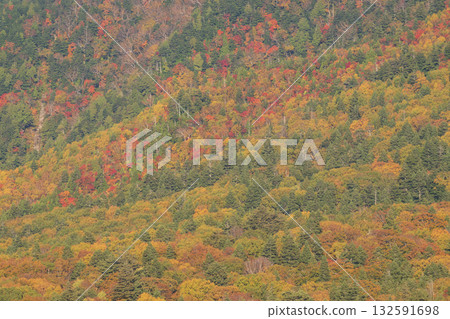 Bright autumn leaves 132591698