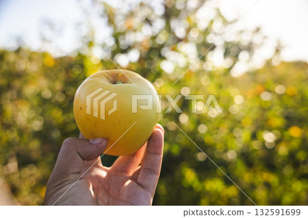 Hand holding a yellow apple against a blurred orchard background in warm sunlight Hand holding a yellow apple against a blurred orchard background in warm sunlight 132591699