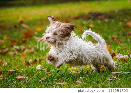 Joyful Havanese puppy running on green grass with autumn leaves in a sunny park 132591703