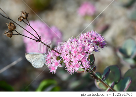 Misebaya Siebold's Stonecrop 132591705