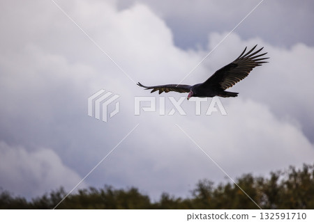 Turkey vulture gliding in the sky above green treetops with wings spread wide and dark feathers against cloudy gray sky. 132591710