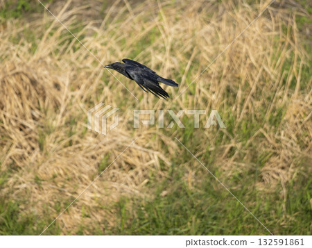 Crows flying over the riverbed 132591861