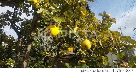 Quince fruit is ready for harvest 132591889