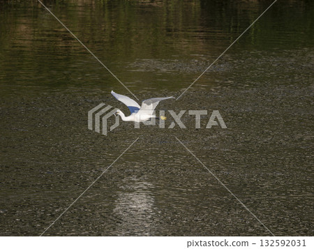 An intermediate egret flying with a fish in its mouth 132592031