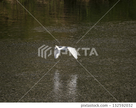 An intermediate egret flying with a fish in its mouth An intermediate egret flying with a fish in its mouth 132592032