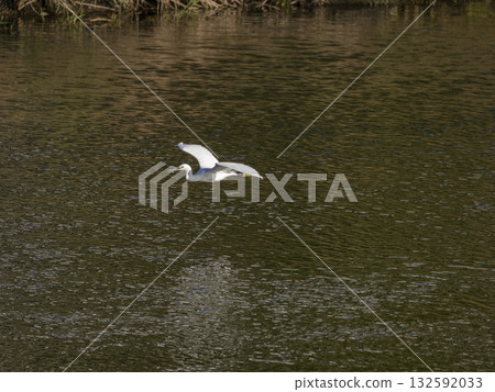 一隻嘴裡叼著魚飛翔的中鷺 一隻嘴裡叼著魚飛翔的中鷺 132592033