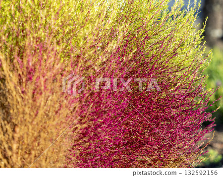 A close-up of kochia beginning to turn red 132592156