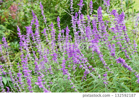 Salvia leucantha 'Santa Barbara' Amethyst sage 132592187