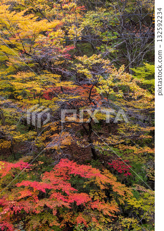 Autumn leaves at Sennin Pass, Tono City, Iwate Prefecture 132592234