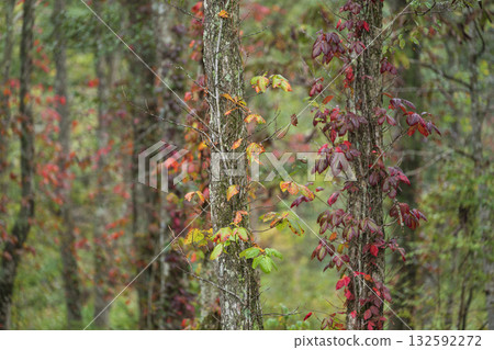 Autumn tinted ivy Autumn tinted ivy 132592272