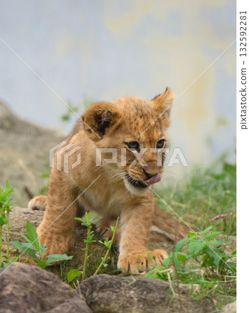 行走的幼獅 132592281