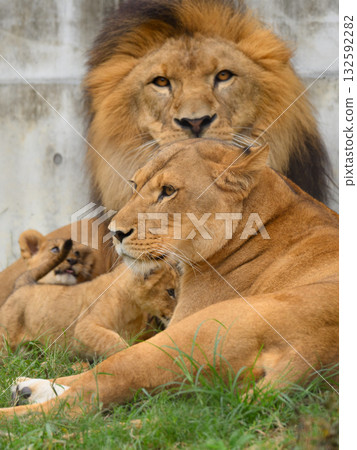 獅子家族時刻 132592282