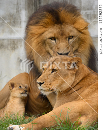 坐著的獅子父母和幼獅 坐著的獅子父母和幼獅 132592283