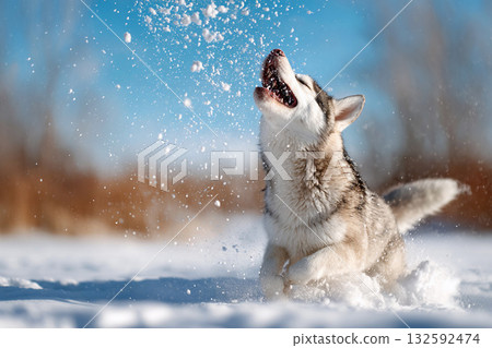 Siberian husky playing in the snow 132592474