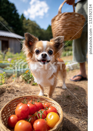 採摘的西紅柿和一個裝有吉娃娃的籃子 132592534