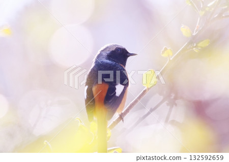 美麗的背景和可愛的知更鳥 132592659