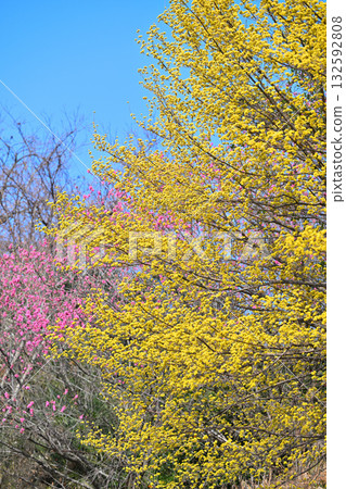 Full-bloomed Chinese quince trees in the early spring sunshine in the village of Hanamomo in Higashichichibu Village 132592808