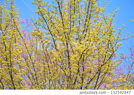 東秩父村花桃村的早春陽光下盛開的木瓜樹 132592847