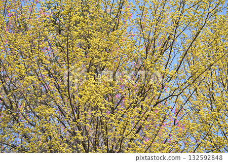 東秩父村花桃村的早春陽光下盛開的木瓜樹 132592848