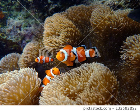 生活在珊瑚礁上的海葵和小丑魚 132592852