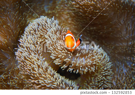 Sea anemones and clownfish living on a coral reef Sea anemones and clownfish living on a coral reef 132592853