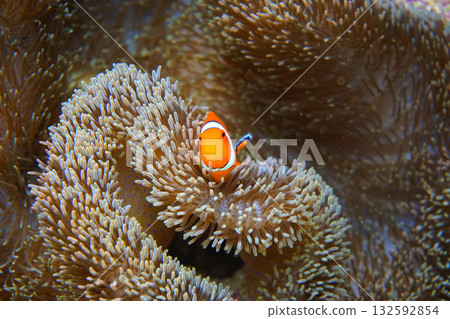Sea anemones and clownfish living on a coral reef 132592854