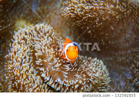 Sea anemones and clownfish living on a coral reef 132592855