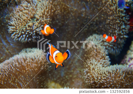 Sea anemones and clownfish living on a coral reef Sea anemones and clownfish living on a coral reef 132592856