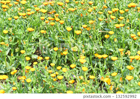 A field of yellow flowers brightens up early spring in Higashichichibu Village, the home of Hanamomo. A field of yellow flowers brightens up early spring in Higashichichibu Village, the home of Hanamomo. 132592992