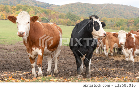 Cows grazing on autumn meadow with forest in background 132593016