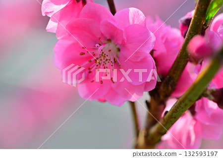 桃花盛開，鄉村早春，微距鏡頭攝影，東秩父村 132593197