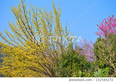 Full-bloomed Chinese quince trees in the early spring sunshine in the village of Hanamomo in Higashichichibu Village 132593272