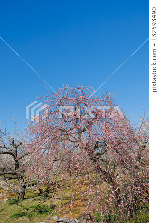 Red plum blossoms in full bloom against the blue sky Red plum blossoms in full bloom against the blue sky 132593490