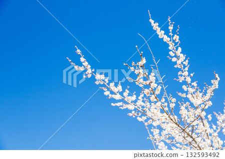 發光在藍天的白色李子 發光在藍天的白色李子 132593492