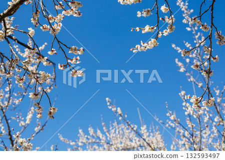 Plum blossoms in the blue sky 132593497