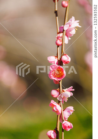 A flower of red plum blossoming spring 132593502