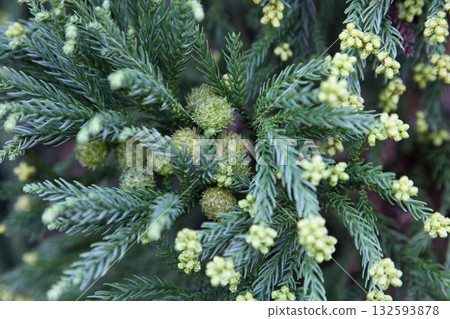 雪松雄花和球果 雪松雄花和球果 132593878