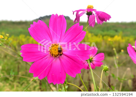 吸食宇宙花蜜的食蚜蠅 吸食宇宙花蜜的食蚜蠅 132594194