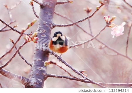 A cute tit and cherry blossom buds photographed from the front 132594214