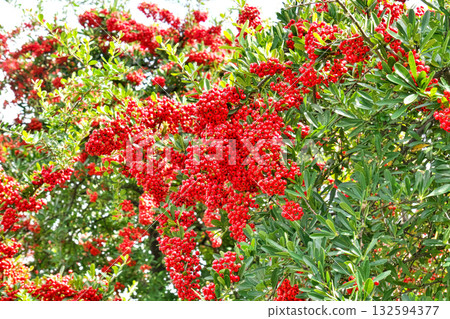 紅火棘漿果（秋季，十月） 132594377