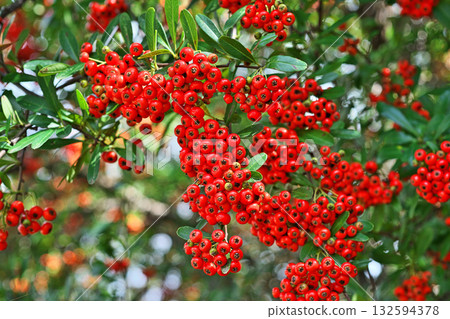Red pyracanthus berries (autumn, October) Red pyracanthus berries (autumn, October) 132594378