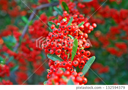 紅火棘漿果（秋季，十月） 132594379