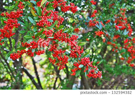 紅火棘漿果（秋季，十月） 132594382
