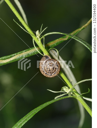 A close-up view of a snail on a grass stalk 132594400